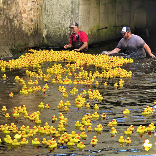 Hearding Ducks